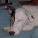 14_juillet_044