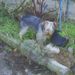 Dogs_1