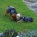 Dogs_2