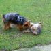 Mamours de chiens