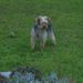 Dogs_3