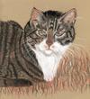 Le_chat_tigr_1